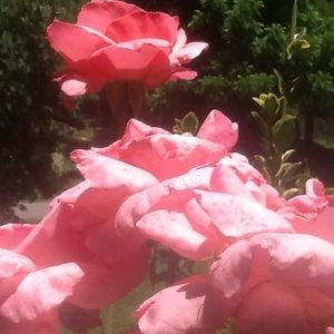 Meet your Posher, Doris